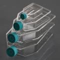 NEST Cell Culture Flask sterile