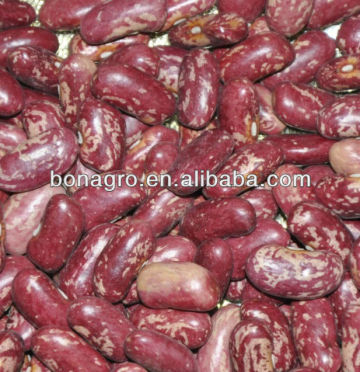 kidney bean/Red speckled kidney bean