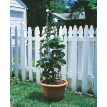 Obelisk Garden Obelisk Pot Plant Plant