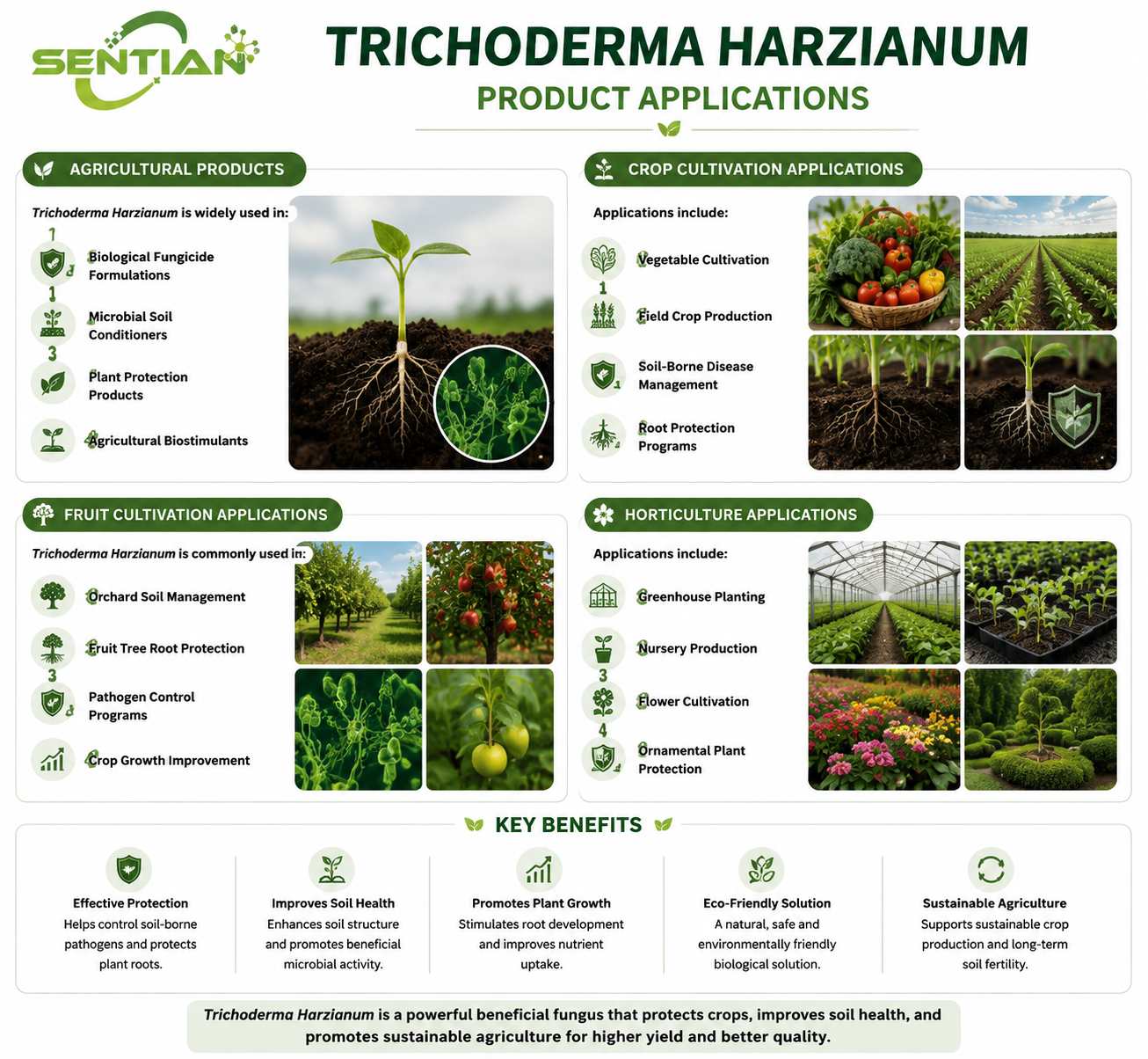 Trichoderma harzianum（）