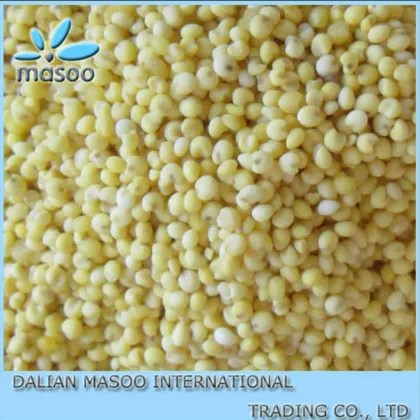 2012 China millet/non-glutinous millet,yellow millet