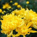 Clearing heat and detoxifying 10:1 Chrysanthemum Extract