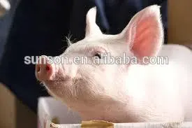 Feed grade complex digestive enzymes for animal SUNSON-I