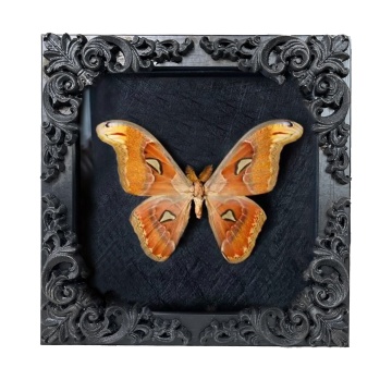 Insect Display Case: Butterfly Shadow Box with Top EVA Foam
