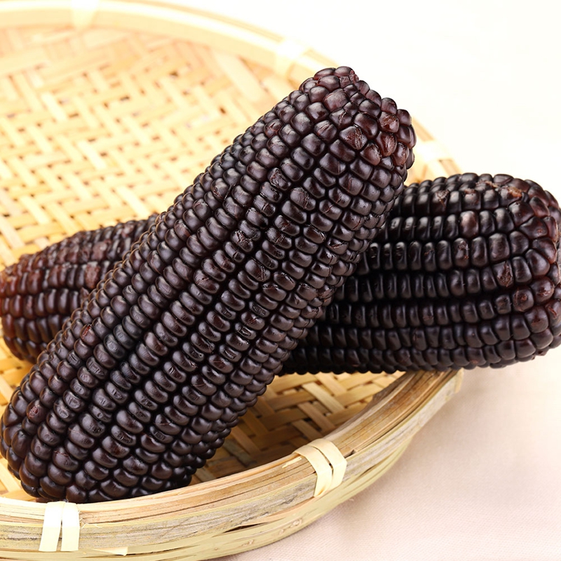 Black Sweet Corn