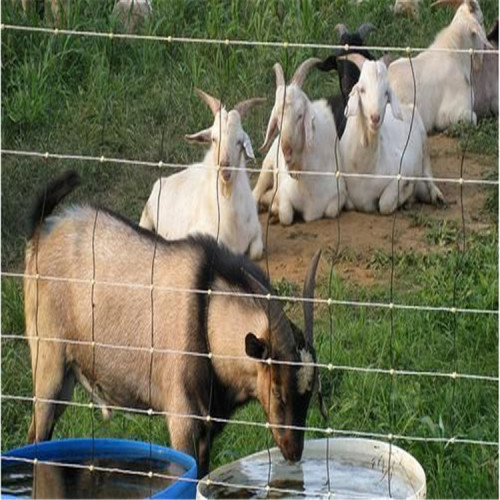 low price cattle mesh galvanized wire farm fencing