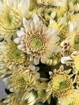 Herb Salad spray chrysanthemum