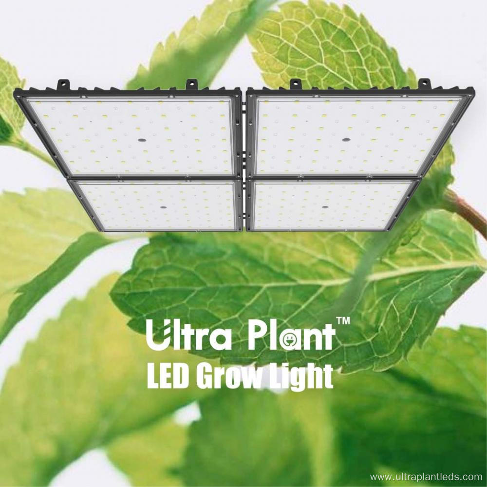 Far Red Grow Lights Greenhouse Grow Light 730nm