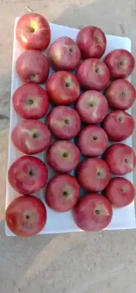 dark red apples for all ove the world