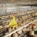 Awtomatikong Broiler Chicken Cage