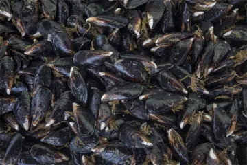 Frozen Mussel Meat Frozen Cooked Mussel Meat