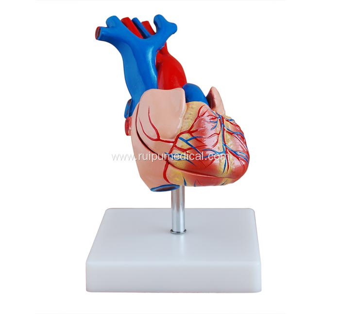 Life-Size Heart Model Medical Teaching