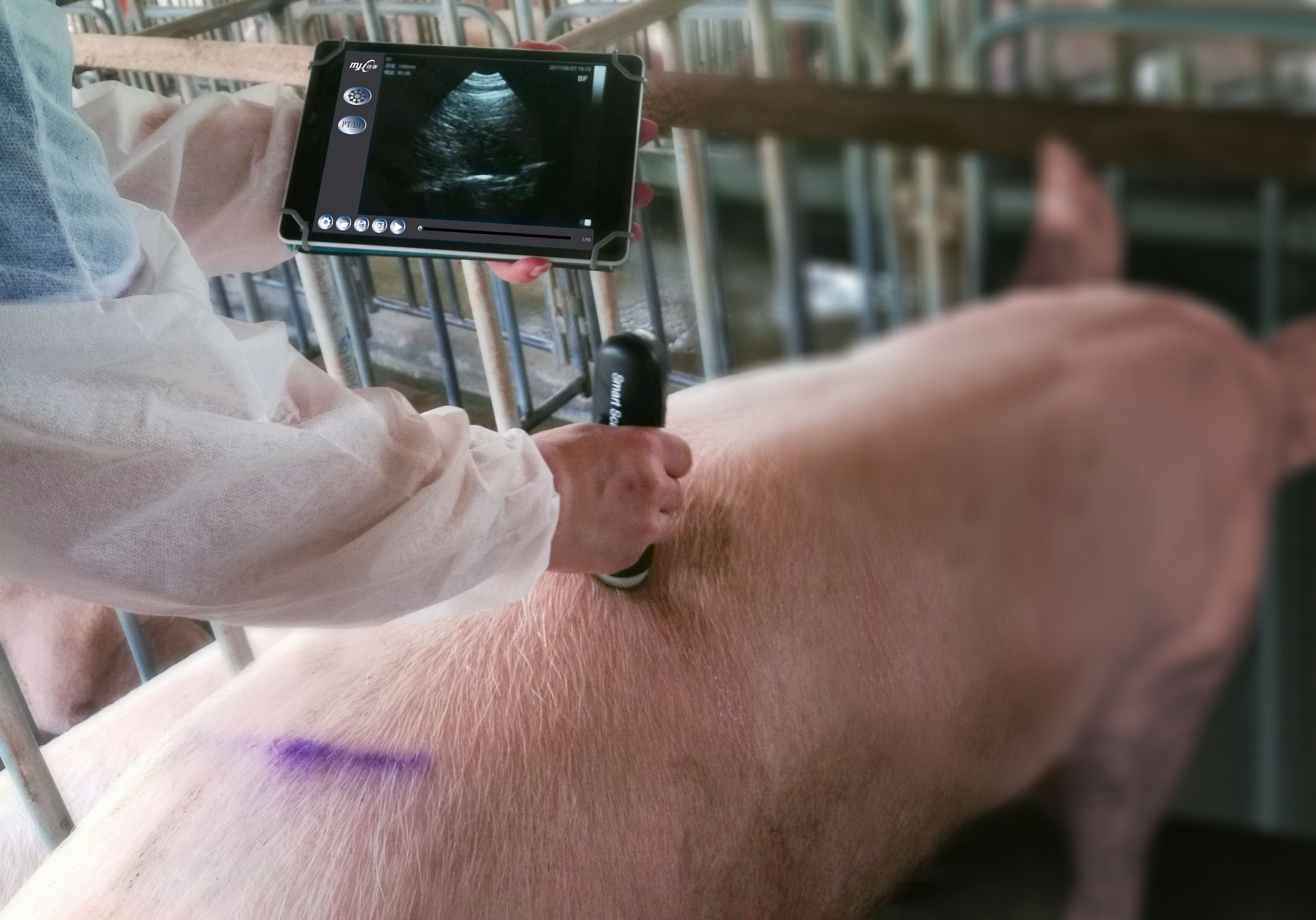 animal ultrasound