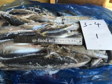 frozen Pacific mackerel