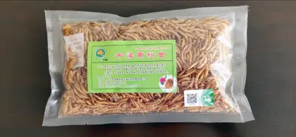mealworm for pet parrot