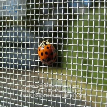 Insect Netting