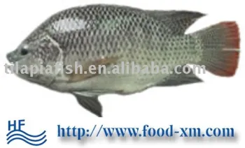 Frozen fish companies looking for distributors