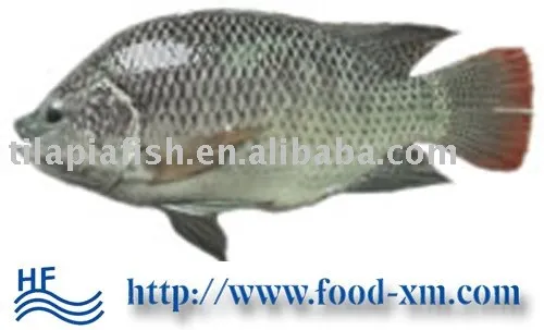 Frozen fish companies looking for distributors