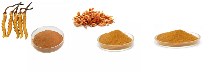 Cordyceps Extract