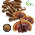 Extrait naturel de poudre de champignon Ganoderma lucidum reishi