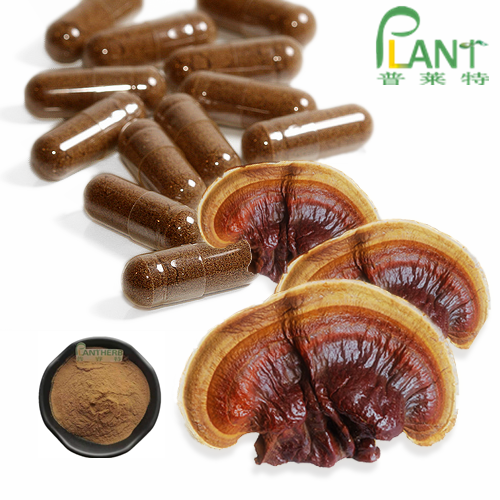 Extracto natural de polvo de hongo Ganoderma lucidum reishi