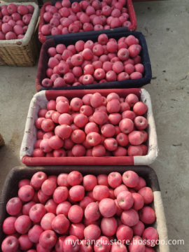 2021 Fuji Apple Red Fuji Apple For Export fuji apple factory