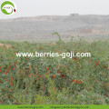 High Standard Authentic Premium Conventional Goji Berry