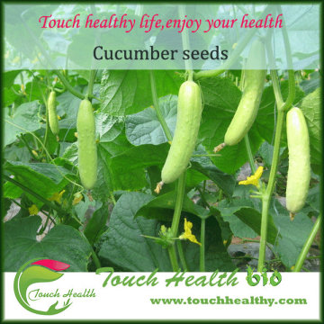 Touchhealthy sell 18cm white color hybrid cucumber seeds