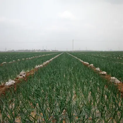 Fresh Onions of All Sizes