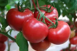 Fresh tomatoes