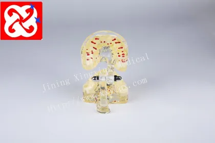 Standard Pediatric Dental Model for 7-Year-Old Children