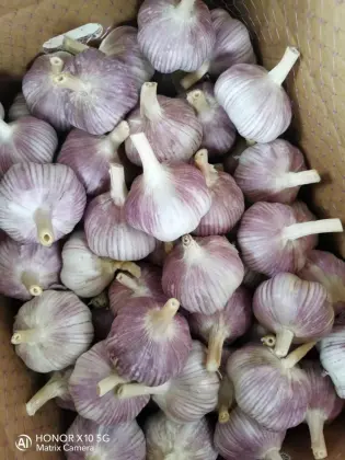 Fresh white garlic/top quality fresh garlic