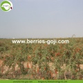 Factory Wholesale Dried Natural Wolfberry