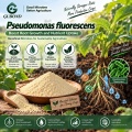 مسحوق بروبيوتيك Pseudomonas Fluorescens للتطبيقات الزراعية