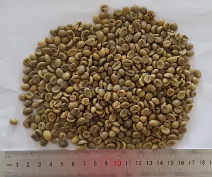 Robusta type green coffee beans
