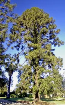 tree seeds