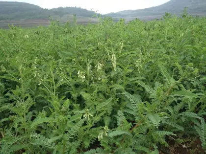 astragalus extract astragalus roots