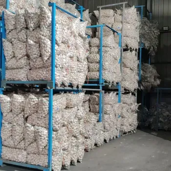 Fresh Garlic Bulbs for Cooking and Health Benefits