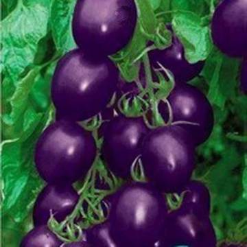 Chinese Purple Cherry Tomato