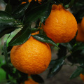 Orange Type Fresh Oranges for sell