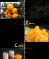 Metal może cukru owoce pomarańczowy może żywności