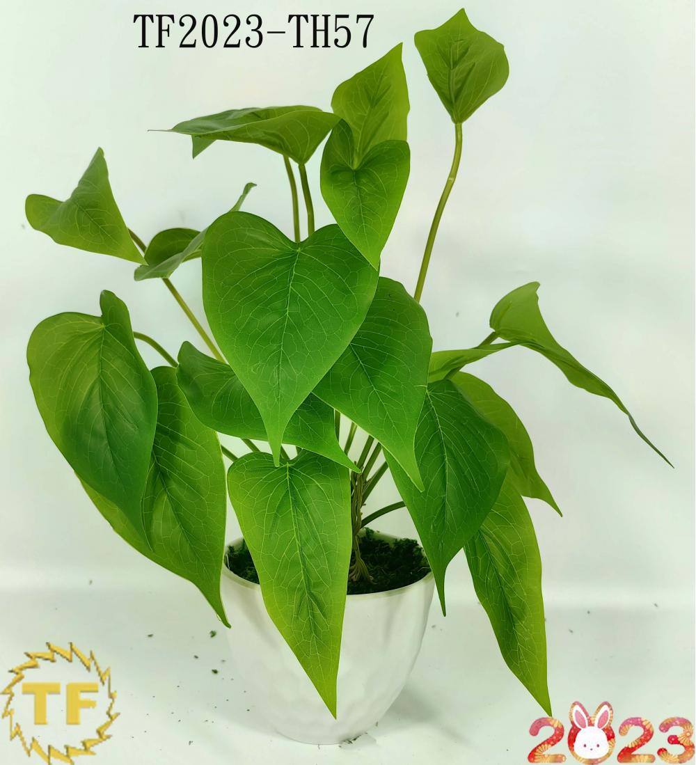 33cm Pothos Jade Green leaf x 12 with plastic Pot