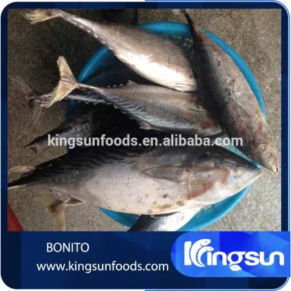 Frozen Bonito Fish
