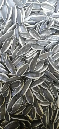 Sunflower seeds