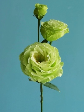 Premium Green Fresh Cut Flower Lisianthus wholesale