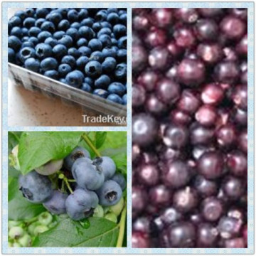 blueberry