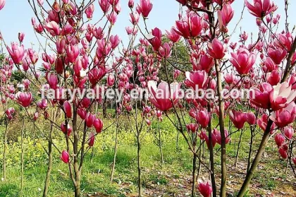 High Quality Purple Magnolia Seeds Mulan Tree Seeds For Sowing
