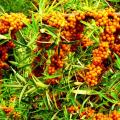 روغن دریایی Thorn Thorn برای مکمل