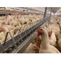 female chain feeder poultry