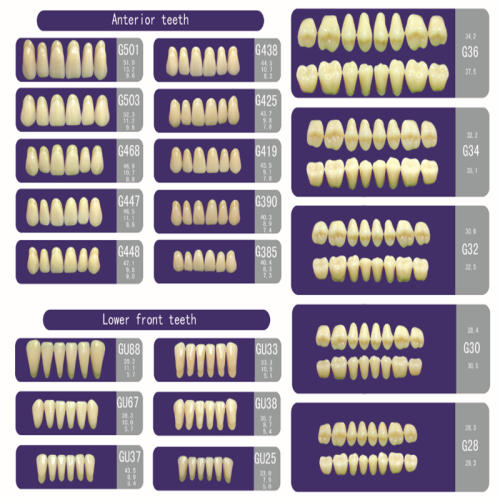 Denture de dents en polymère synthétique de deux couches